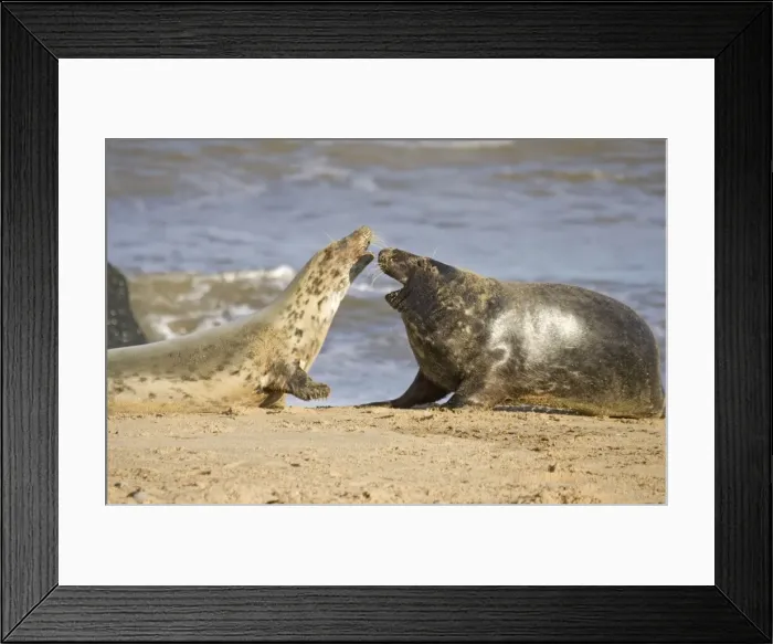 Framed Print : Grey Seals - cow rejecting advances of bull Waxham beach Norfolk UK Framed Print : Grey Seals - cow rejecting advances of bull Waxham beach Norfolk UK
