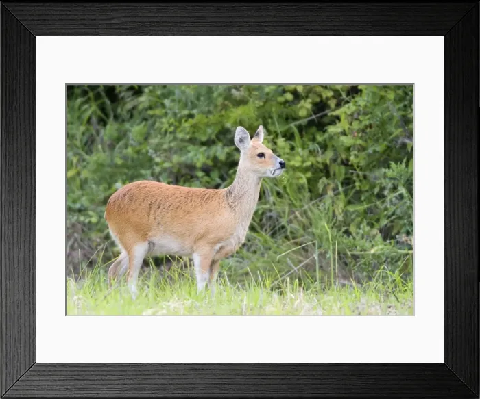 Framed Print : Chinese Water Deer - Buck Norfolk UK Framed Print : Chinese Water Deer - Buck Norfolk UK