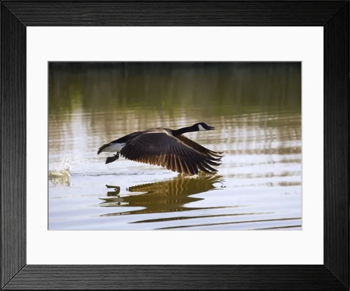 Framed Print : Canada Goose - taking flight at sunrise Hickling Broad Norfolk UK Framed Print : Canada Goose - taking flight at sunrise Hickling Broad Norfolk UK