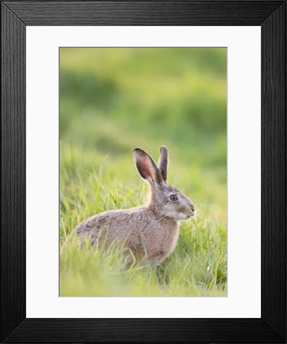 Framed Print : Brown Hare - feeding on grass Norfolk UK Framed Print : Brown Hare - feeding on grass Norfolk UK