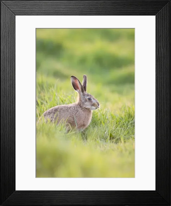 Framed Print : Brown Hare - feeding on grass Norfolk UK Framed Print : Brown Hare - feeding on grass Norfolk UK