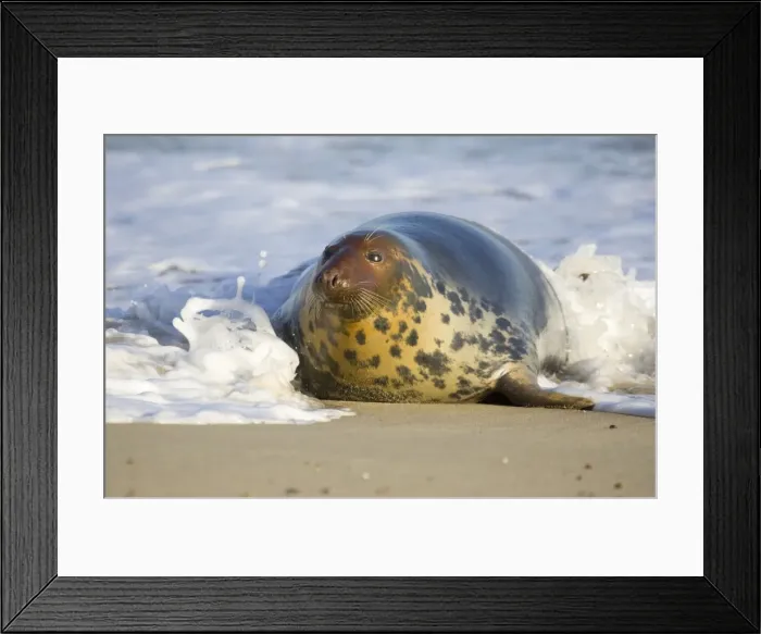 Framed Print : Grey Seal - Hauling out in surf Waxham Beach Norfolk UK Framed Print : Grey Seal - Hauling out in surf Waxham Beach Norfolk UK