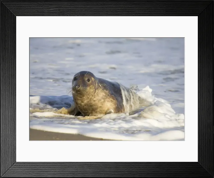 Framed Print : Grey Seal - hauling out in surf Waxham Beach Norfolk UK Framed Print : Grey Seal - hauling out in surf Waxham Beach Norfolk UK