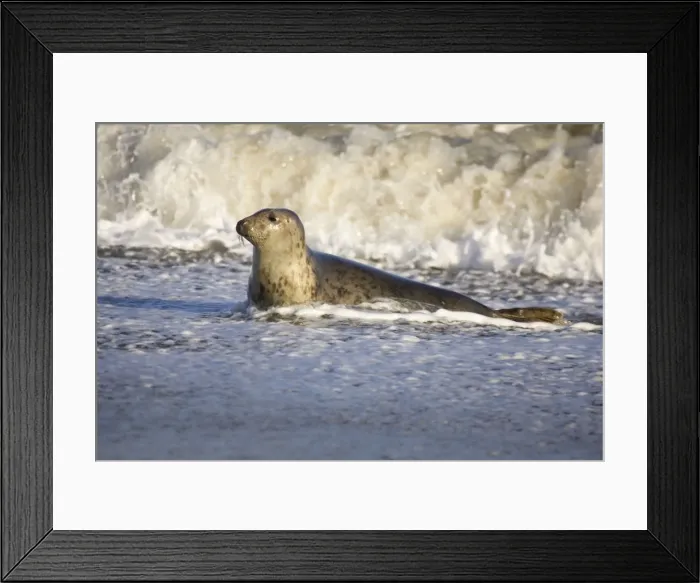 Framed Print : Grey Seal - hauling out in surf Waxham Beach Norfolk UK Framed Print : Grey Seal - hauling out in surf Waxham Beach Norfolk UK