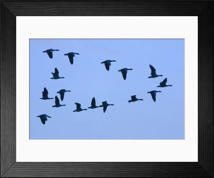 Framed Print : Greylag Geese - group in flight with blue sky Norfolk UK Framed Print : Greylag Geese - group in flight with blue sky Norfolk UK