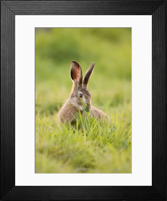 Framed Print : Brown Hare Feeding on Grass Framed Print : Brown Hare Feeding on Grass