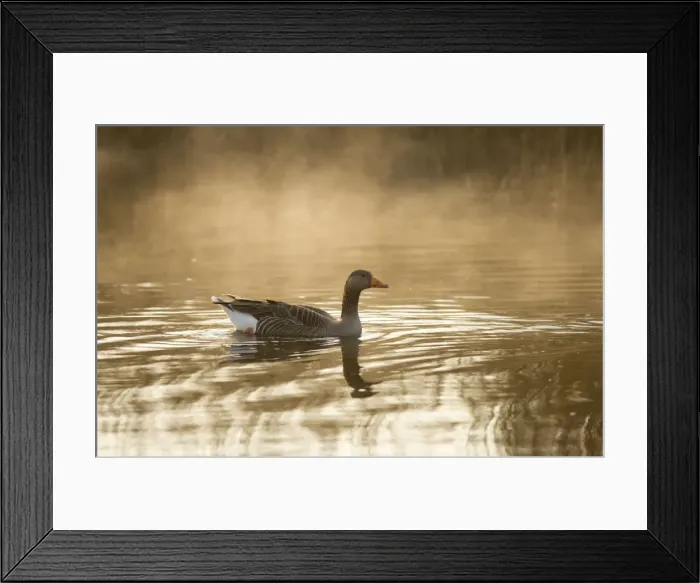 Framed Print : Greylag Goose - in misty dawn Hickling Broad Norfolk UK Framed Print : Greylag Goose - in misty dawn Hickling Broad Norfolk UK