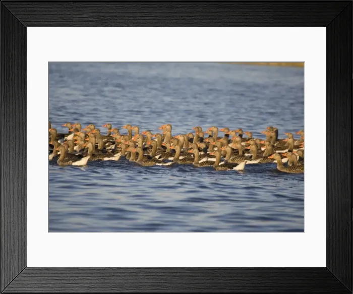 Framed Print : Greylag Geese - flock of juveniles swimming close for protection (unable to fly well) Hickling Broad Norfolk UK Framed Print : Greylag Geese - flock of juveniles swimming close for protection (unable to fly well) Hickling Broad Norfolk UK