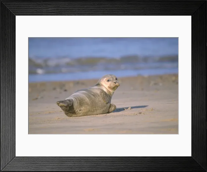 Framed Print : Common Seal - Lying on beach. Norfolk, UK Framed Print : Common Seal - Lying on beach. Norfolk, UK