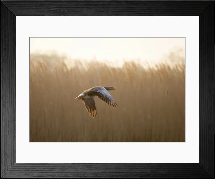 Framed Print : Greylag Goose - Taking flight Hickling Broad Norfolk UK Framed Print : Greylag Goose - Taking flight Hickling Broad Norfolk UK