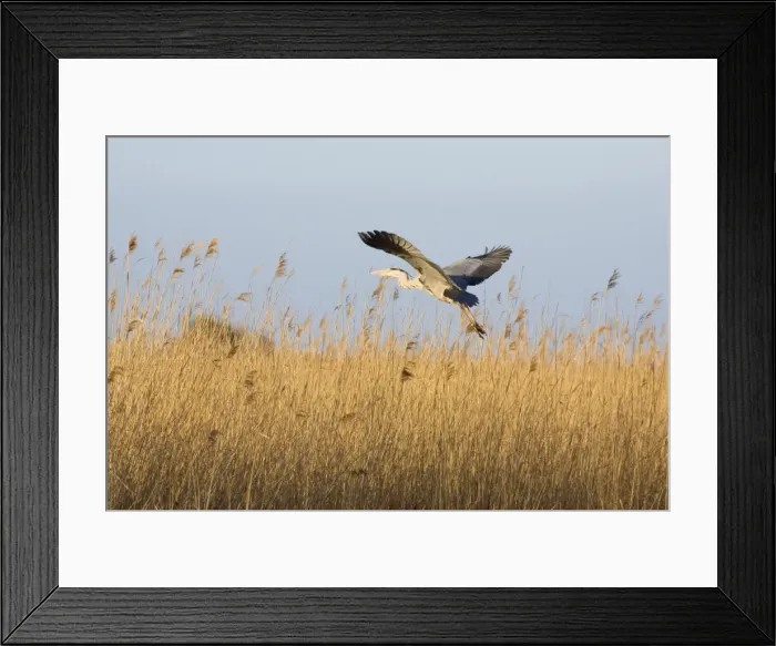Framed Print : Grey Heron Taking flight over reedbeds Hickling Broad Norfolk UK Framed Print : Grey Heron Taking flight over reedbeds Hickling Broad Norfolk UK