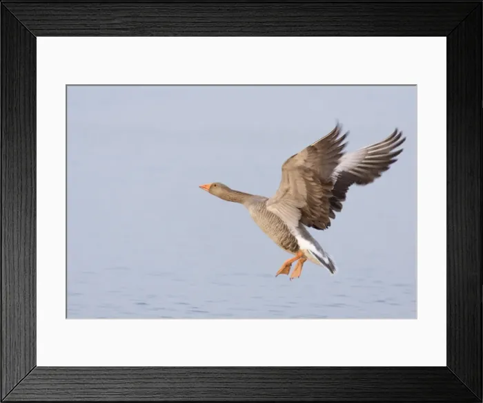 Framed Print : Greylag Goose - Taking flight Hickling Broad Norfolk UK Framed Print : Greylag Goose - Taking flight Hickling Broad Norfolk UK