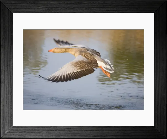 Framed Print : Greylag Goose Taking flight Hickling Broad Norfolk UK Framed Print : Greylag Goose Taking flight Hickling Broad Norfolk UK