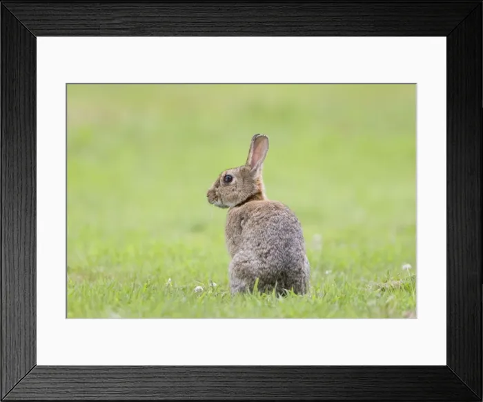 Framed Print : Rabbit Sitting on lawn Norfolk UK Framed Print : Rabbit Sitting on lawn Norfolk UK