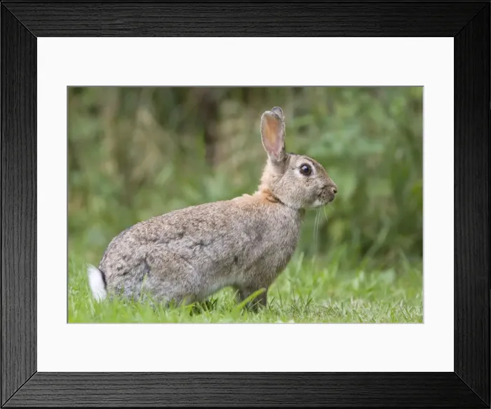 Framed Print : Rabbit Sitting on lawn Norfolk UK Framed Print : Rabbit Sitting on lawn Norfolk UK