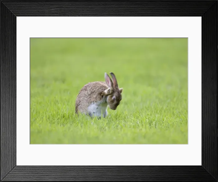 Framed Print : Rabbit Sitting on lawn and washing face Norfolk UK Framed Print : Rabbit Sitting on lawn and washing face Norfolk UK
