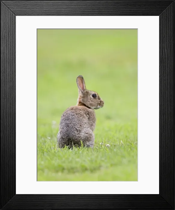 Framed Print : Rabbit Sitting on lawn Norfolk UK