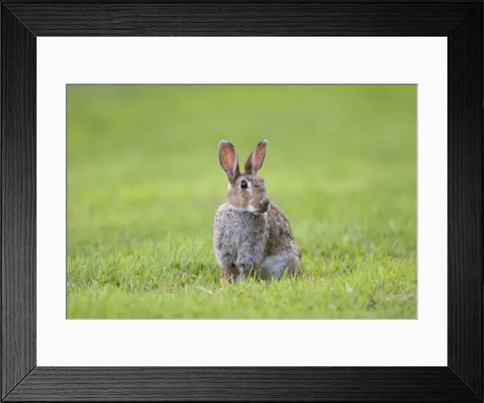 Framed Print : Rabbit Sitting on lawn Norfolk UK Framed Print : Rabbit Sitting on lawn Norfolk UK