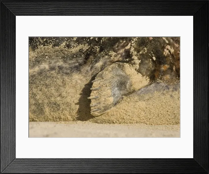 Framed Print : Grey Seal Close up of flipper Waxham Beach Norfolk UK Framed Print : Grey Seal Close up of flipper Waxham Beach Norfolk UK