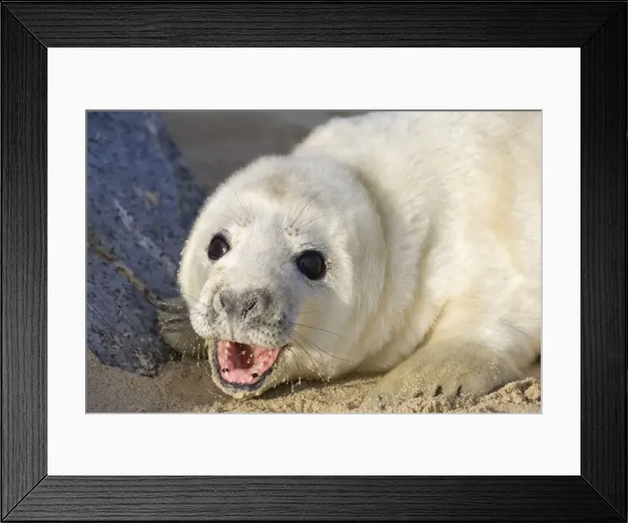 Framed Print : Grey Seal Pup on beach Waxham Beach Norfolk UK Framed Print : Grey Seal Pup on beach Waxham Beach Norfolk UK
