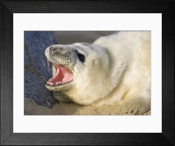 Framed Print : Grey Seal Pup on beach with mouth open Waxham Beach Norfolk UK Framed Print : Grey Seal Pup on beach with mouth open Waxham Beach Norfolk UK