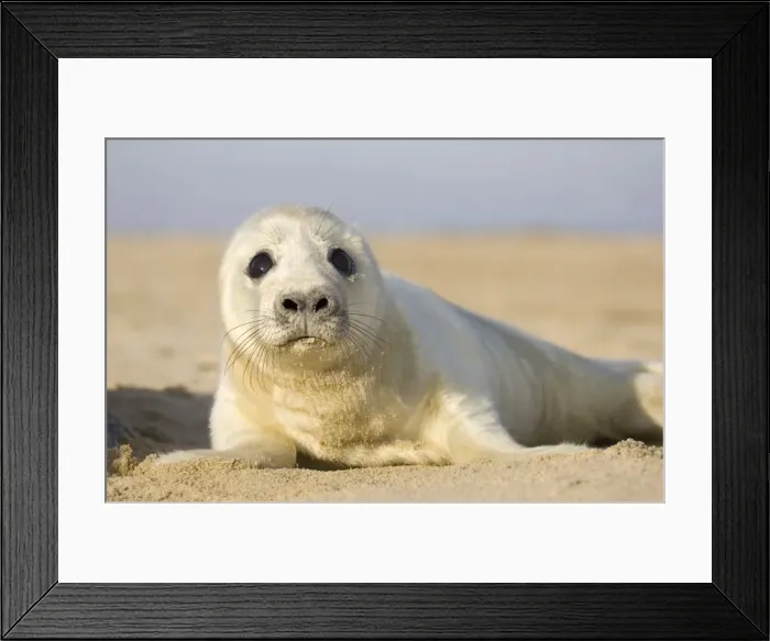 Framed Print : Grey Seal Pup on beach Waxham Beach Norfolk UK Framed Print : Grey Seal Pup on beach Waxham Beach Norfolk UK