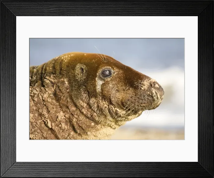 Framed Print : Grey Seal Bull resting on Beach Waxham Beach Norfolk UK Framed Print : Grey Seal Bull resting on Beach Waxham Beach Norfolk UK