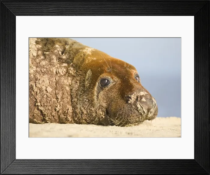 Framed Print : Grey Seal Bull resting on Beach Waxham Beach Norfolk UK Framed Print : Grey Seal Bull resting on Beach Waxham Beach Norfolk UK