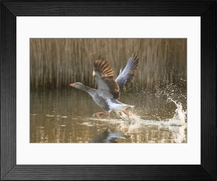 Framed Print : Greylag Goose Taking flight Hickling Broad Norfolk UK Framed Print : Greylag Goose Taking flight Hickling Broad Norfolk UK