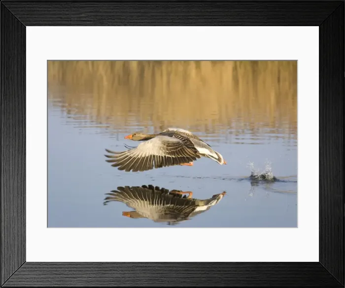 Framed Print : Greylag Goose Taking flight Hickling Broad Norfolk UK Framed Print : Greylag Goose Taking flight Hickling Broad Norfolk UK