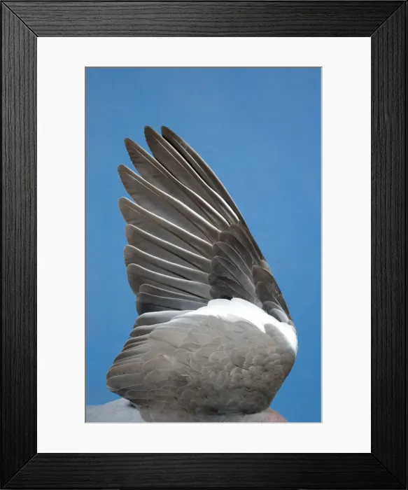 Framed Print : Wood Pigeon Wing of dead bird showing feather arrangement Norfolk UK Framed Print : Wood Pigeon Wing of dead bird showing feather arrangement Norfolk UK