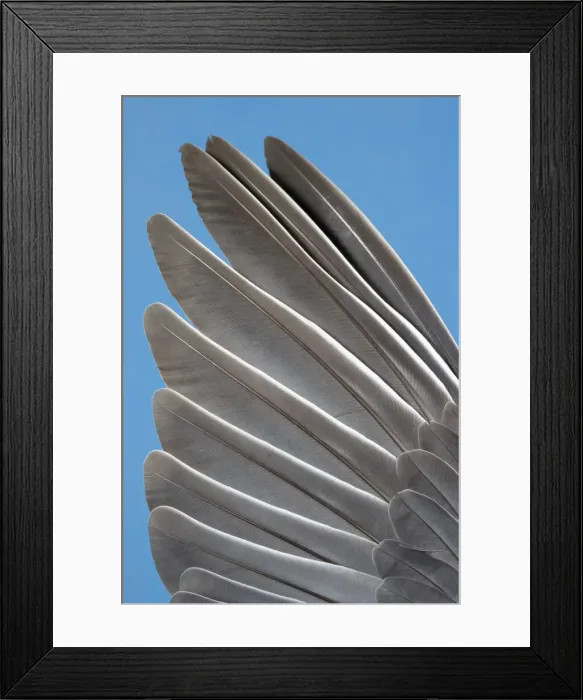 Framed Print : Wood Pigeon Wing of dead bird showing feather arrangement Norfolk UK Framed Print : Wood Pigeon Wing of dead bird showing feather arrangement Norfolk UK