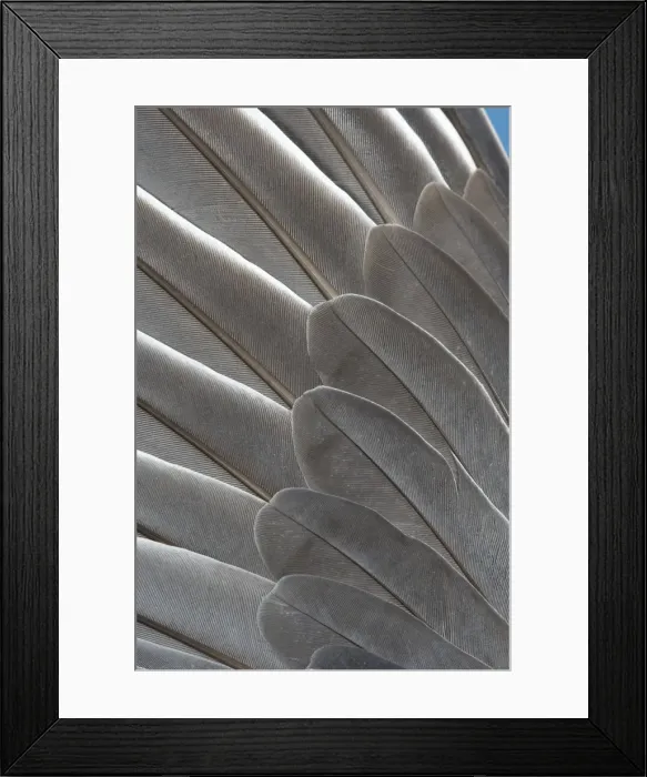 Framed Print : Wood Pigeon Wing of dead bird showing feather arrangement Norfolk UK Framed Print : Wood Pigeon Wing of dead bird showing feather arrangement Norfolk UK