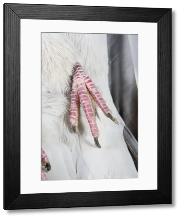 Framed Print : Wood Pigeon Foot of dead bird showing claws Norfolk UK Framed Print : Wood Pigeon Foot of dead bird showing claws Norfolk UK