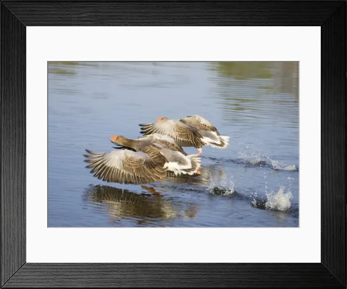 Framed Print : Greylag Goose Pair taking flight Hickling Broad Norfolk UK Framed Print : Greylag Goose Pair taking flight Hickling Broad Norfolk UK