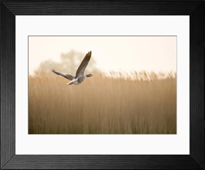 Framed Print : Greylag Goose In flight over reedbed Hickling Broad Norfolk UK Framed Print : Greylag Goose In flight over reedbed Hickling Broad Norfolk UK