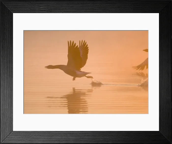 Framed Print : Greylag Goose Taking flight at sunrise Hickling Broad Norfolk UK Framed Print : Greylag Goose Taking flight at sunrise Hickling Broad Norfolk UK