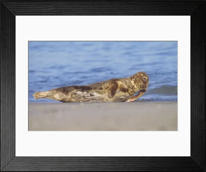 Framed Print : Grey Seal - Cow resting on breeding beach Norfolk UK Framed Print : Grey Seal - Cow resting on breeding beach Norfolk UK