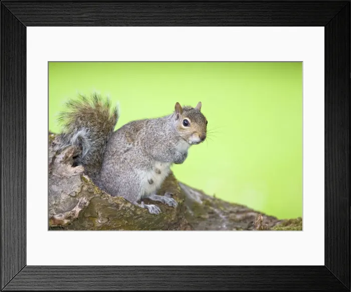 Framed Print : Grey Squirrel Nursing female sitting on Log Norfolk UK Framed Print : Grey Squirrel Nursing female sitting on Log Norfolk UK