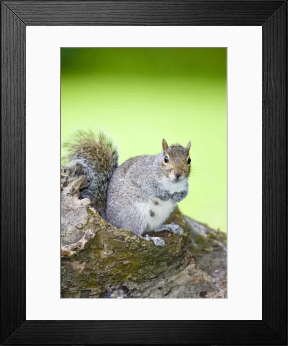 Framed Print : Grey Squirrel Nursing female sitting on Log Norfolk UK Framed Print : Grey Squirrel Nursing female sitting on Log Norfolk UK