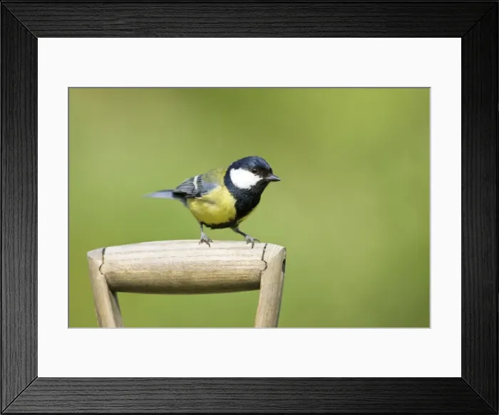 Framed Print : Great Tit Perched on handle of garden fork Framed Print : Great Tit Perched on handle of garden fork