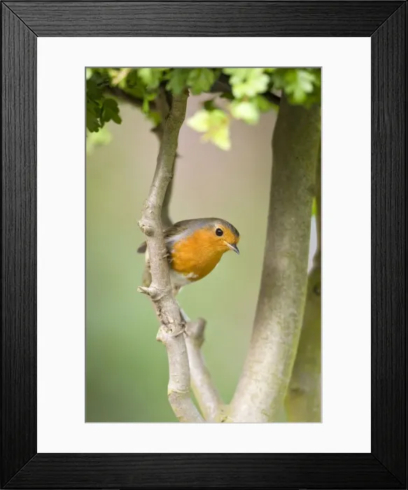 Framed Print : Robin Perched on hawthorn branch Norfolk UK Framed Print : Robin Perched on hawthorn branch Norfolk UK