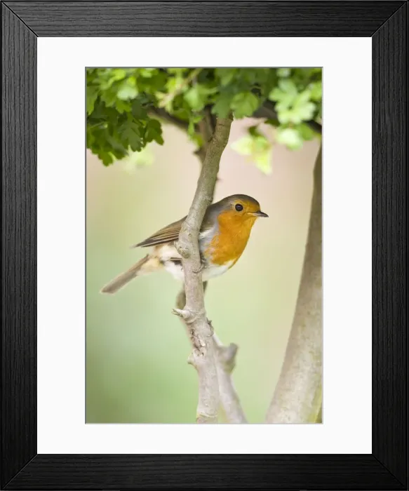 Framed Print : Robin Perched on hawthorn branch Norfolk UK Framed Print : Robin Perched on hawthorn branch Norfolk UK