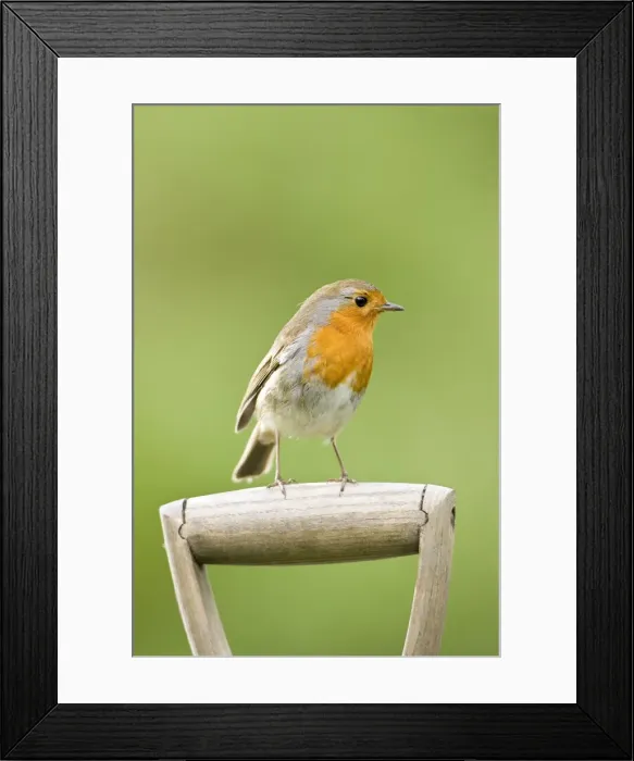 Framed Print : Robin Perched on wooden garden fork handle Norfolk UK Framed Print : Robin Perched on wooden garden fork handle Norfolk UK