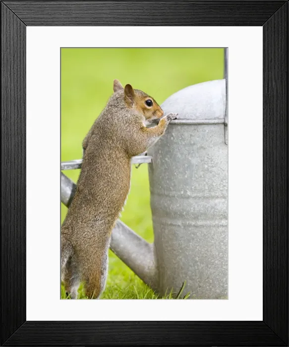 Framed Print : Grey Squirrel Investigating watering can in garden Norfolk UK Framed Print : Grey Squirrel Investigating watering can in garden Norfolk UK
