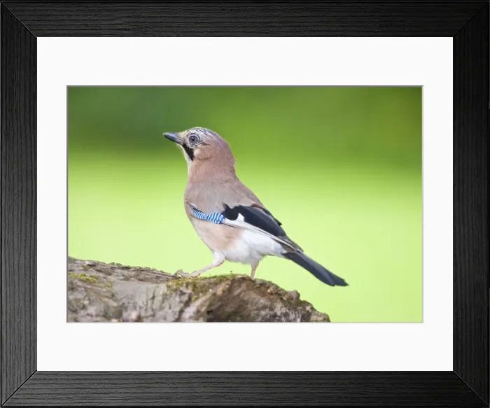 Framed Print : Jay Perched on Log Norfolk UK Framed Print : Jay Perched on Log Norfolk UK