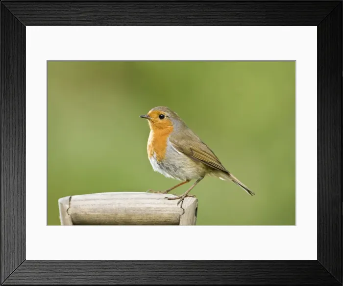 Framed Print : Robin Perched on wooden garden fork handle Norfolk UK Framed Print : Robin Perched on wooden garden fork handle Norfolk UK
