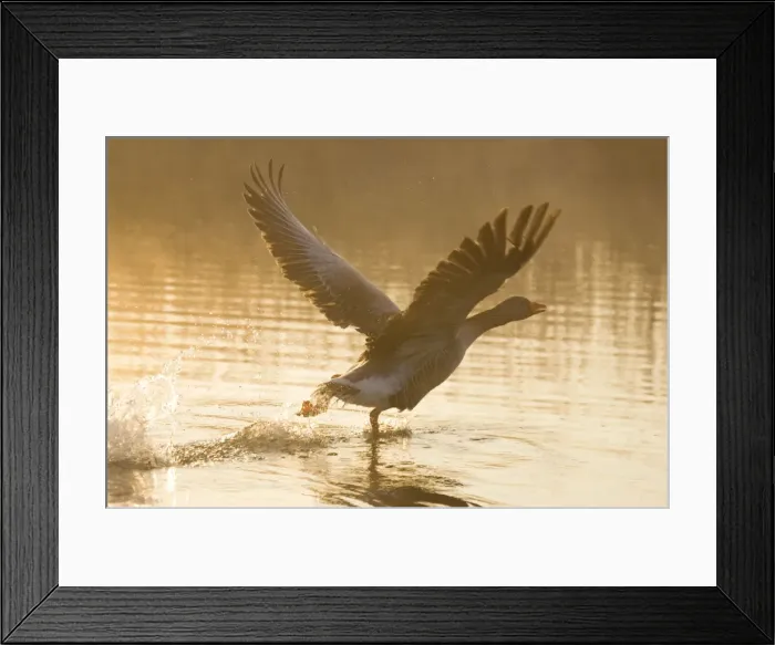Framed Print : Greylag Goose Taking flight at sunrise Hickling Broad Norfolk UK Framed Print : Greylag Goose Taking flight at sunrise Hickling Broad Norfolk UK
