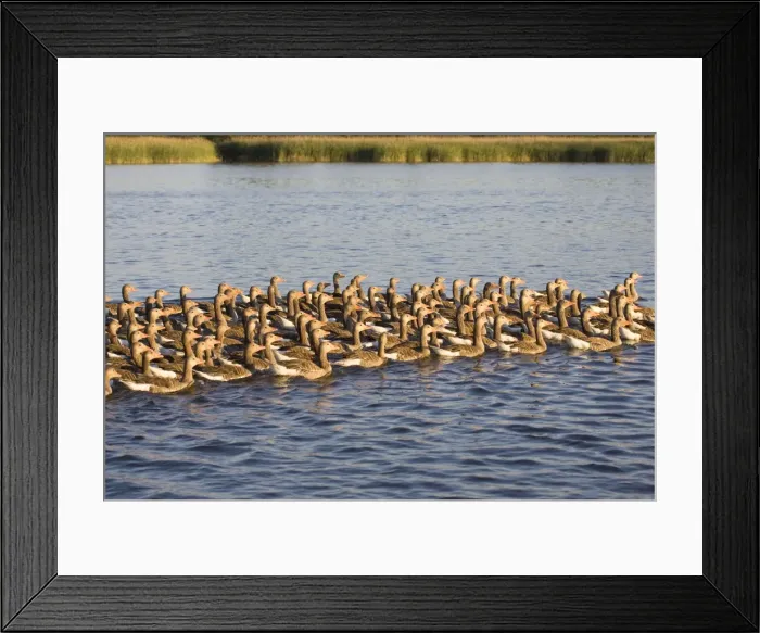 Framed Print : Greylag Goose Flock of juveniles Hickling Broad Norfolk UK Framed Print : Greylag Goose Flock of juveniles Hickling Broad Norfolk UK