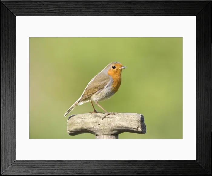 Framed Print : Robin Perched on wooden garden fork handle Norfolk UK Framed Print : Robin Perched on wooden garden fork handle Norfolk UK